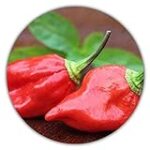 Naga Morich: Eine Analyse der schärfsten Chili der Welt im Kontext internationaler Lebensmittelprodukte
