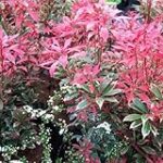 Japanische Delikatessen: Was Sie unbedingt aus Japan mitbringen sollten für eine Analyse internationaler Lebensmittelprodukte Japanische Delikatessen: Was Sie unbedingt aus Japan mitbringen sollten für eine Analyse internationaler Lebensmittelprodukte